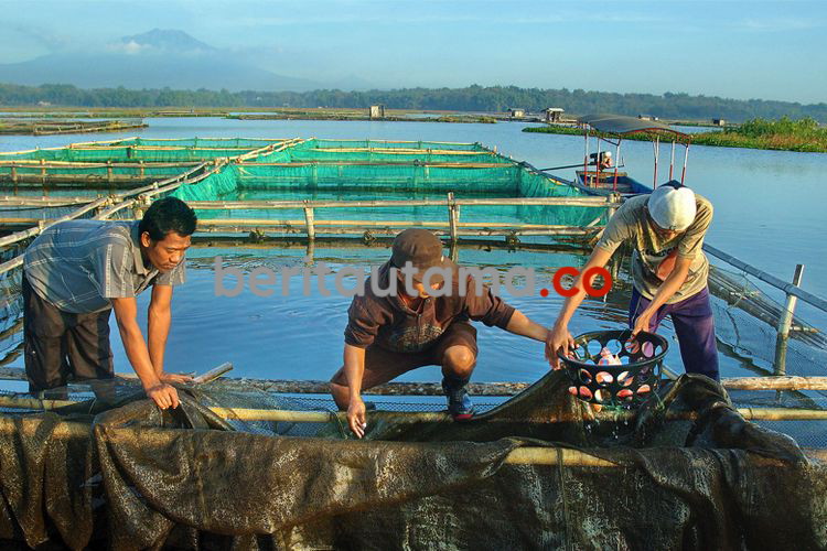 Begini Upaya Dinas di Gresik Tanggapi Dicabutnya Subsidi Pupuk Perikanan