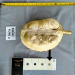 Mengenal Durian Khas Bojonegoro: Legit, Manis, dan Berbuah Tebal