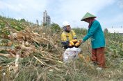 Semen Gresik Fasilitasi Petani Sanggem Garap Lahannya Seluas 119,25 Ha