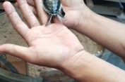 Terancam, Habibat Penyu Bertelur di Pulau Bawean