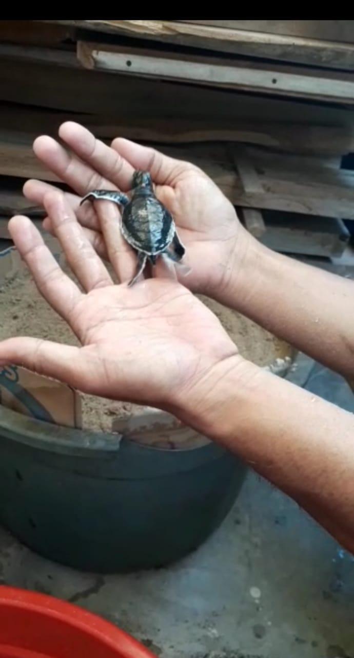 Terancam, Habibat Penyu Bertelur di Pulau Bawean