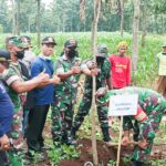 Sukseskan Program Pemerintah, Koramil 0813-05/Dander Bojonegoro dan Forkopimcam Tanam Ratusan Pohon