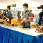 Puluhan Kucing Lucu Tampil Menawan di PTC Surabaya