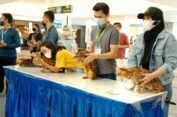 Puluhan Kucing Lucu Tampil Menawan di PTC Surabaya