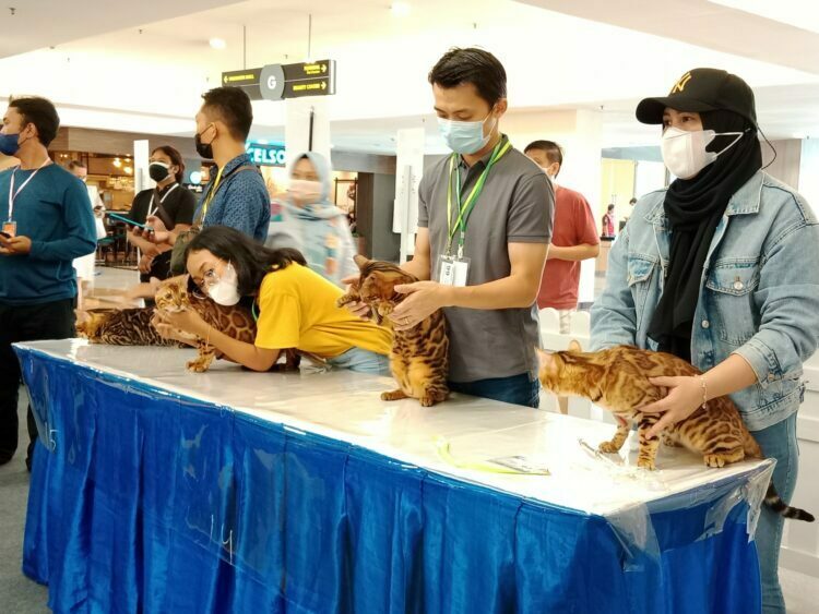 Puluhan Kucing Lucu Tampil Menawan di PTC Surabaya