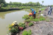 Filtrasi Air, Cargill Gresik Kali Ketiga Tanam 1500 Mangrove