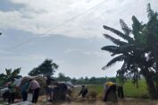 Diserang Hama Sundep, Hasil Panen Petani di Gresik Merosot Tajam