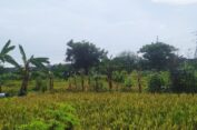 Hasil Panen Padi di Gresik Meningkat Dibanding Tahun Lalu