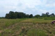 Hasil Panen Meningkat, Kesejahteraan Petani di Gresik Tak Terkerek Naik