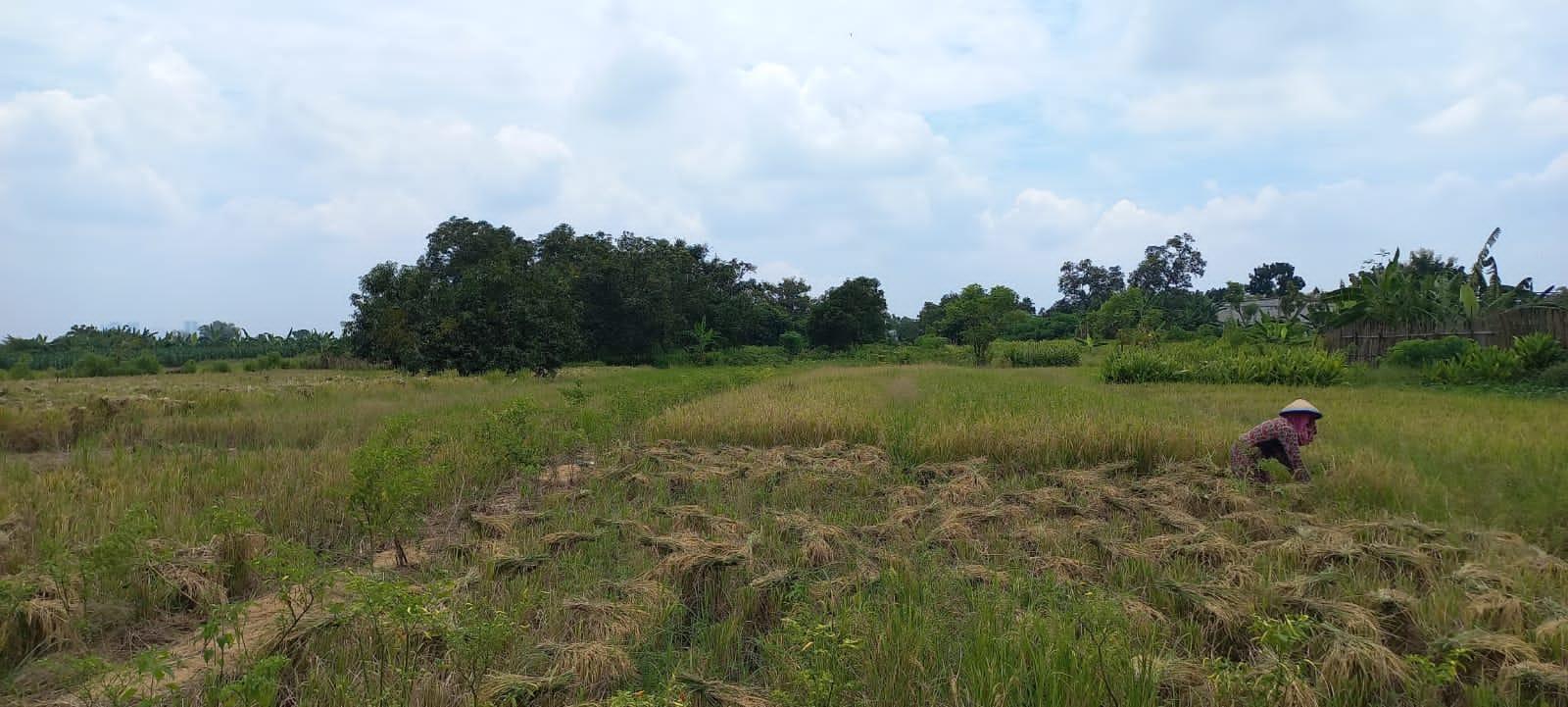 Hasil Panen Meningkat, Kesejahteraan Petani di Gresik Tak Terkerek Naik