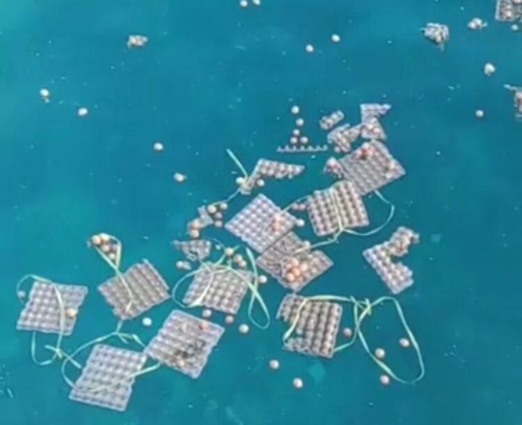 Telur Busuk Cemari Lingkungan Laut Teritorial UPP Kelas III Sapudi Sumenep