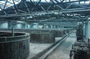 KKP Ciptakan Kemandirian Produksi Induk Udang Unggul Demi  Kejar Target Produksi Nasional