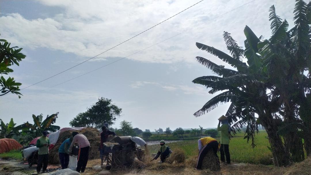 Desa di Gresik Bingung Gunakan Dana Ketahanan Pangan, Ini Alasannya