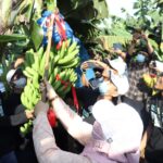 Sukses Kembangkan Pisang Cavendish, Bu Min : MWC NU Dukun Bisa Jadi Percontohan
