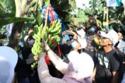Sukses Kembangkan Pisang Cavendish, Bu Min : MWC NU Dukun Bisa Jadi Percontohan