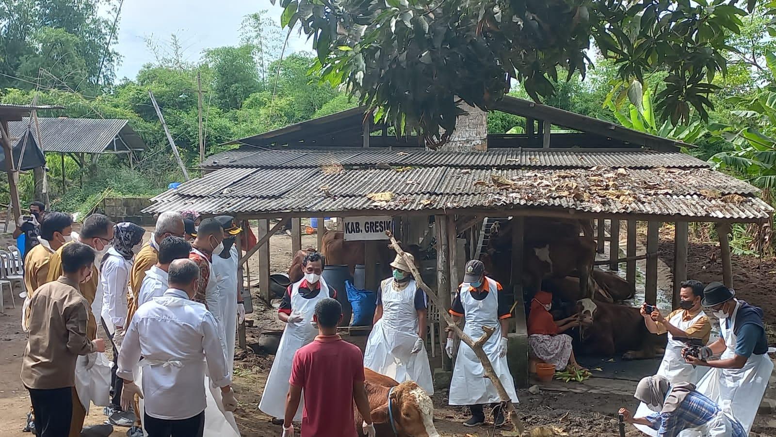 Mentan : Virus PMK yang Menyebar di Indonesia Paling Ringan