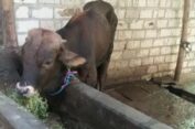 Jelang Iduladha, Stok Sapi Kurban di Bojonegoro Dipastikan Aman di Tengah Wabah PMK