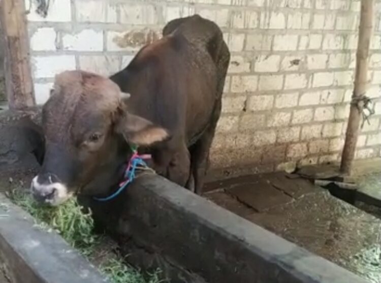 Jelang Iduladha, Stok Sapi Kurban di Bojonegoro Dipastikan Aman di Tengah Wabah PMK