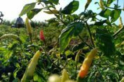 Harga Cabai Meroket, Petani Sapudi Sumenep Sebut Tanamannya Alami Penyakit