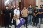 Tuntut Oknum Terlibat Pernikahan Nyleneh, Bawa Kambing Ngantor ke DPRD Gresik
