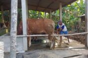 Distan Gresik Pastikan Tak Ada Sapi Terserang Antraks di Gresik