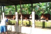 Janji Pemerintah Bantu Obat Isapan Jempol, Peternak Gresik Justru Temukan Resep Manjur Solar Sebagai Obat Sapi Terserang PMK