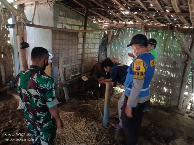 Cegah PMK, Petugas Gabungan di Bojonegoro Lakukan Percepatan Vaksinasi
