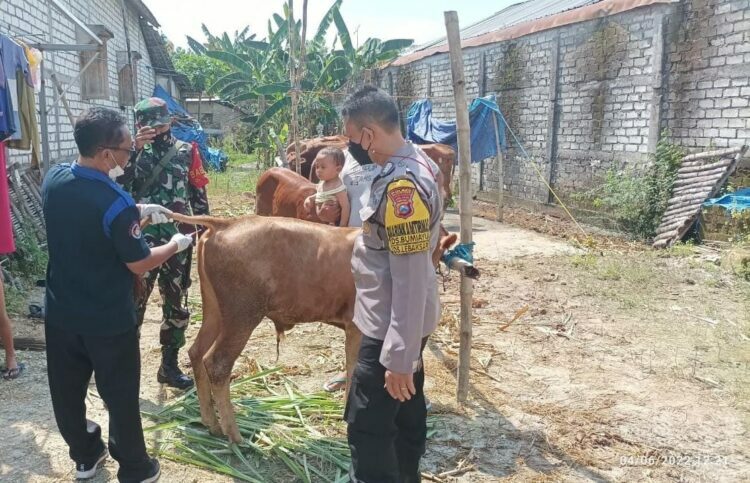 Tuntaskan PMK, Petugas Gabungan di Bojonegoro Kembali Genjot Vaksinasi