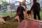Penjualan Hewan Kurban Kambing di Gresik, Tak Terpengaruh Wabah PMK
