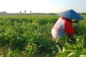 Petani Kangkung Gresik Sambat Pembatasan Pupuk Subsidi dan Harga Jual Saat Panen