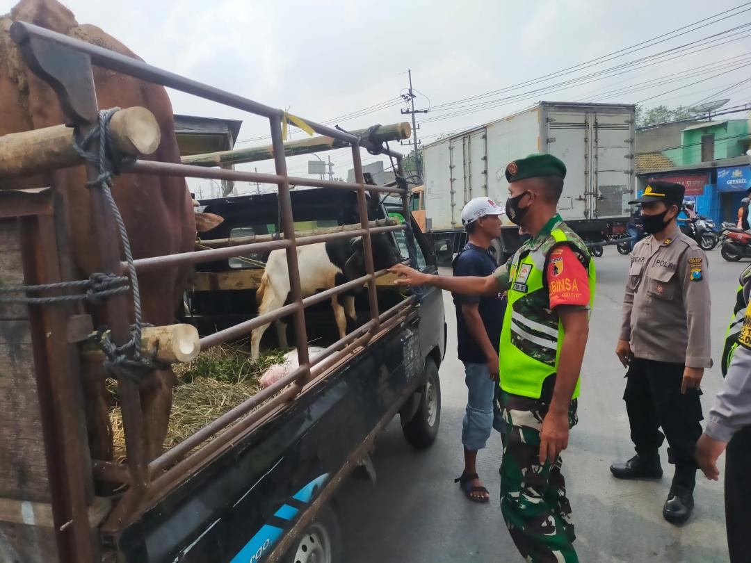 Aparat Gabungan di Perbatasan Gresik, Paksa Putar Balik Kendaraan Angkut Hewan Ternak
