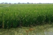 Ini Alasan Petani di Gresik Enggan Terapkan Sistem Tanam Jarwo, Petani Milenial Berani Mengawali