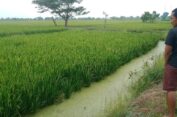Perawatan Mudah, Alasan Petani di Gresik Terapkan Sistem Tanam Padi Jajar Legowo
