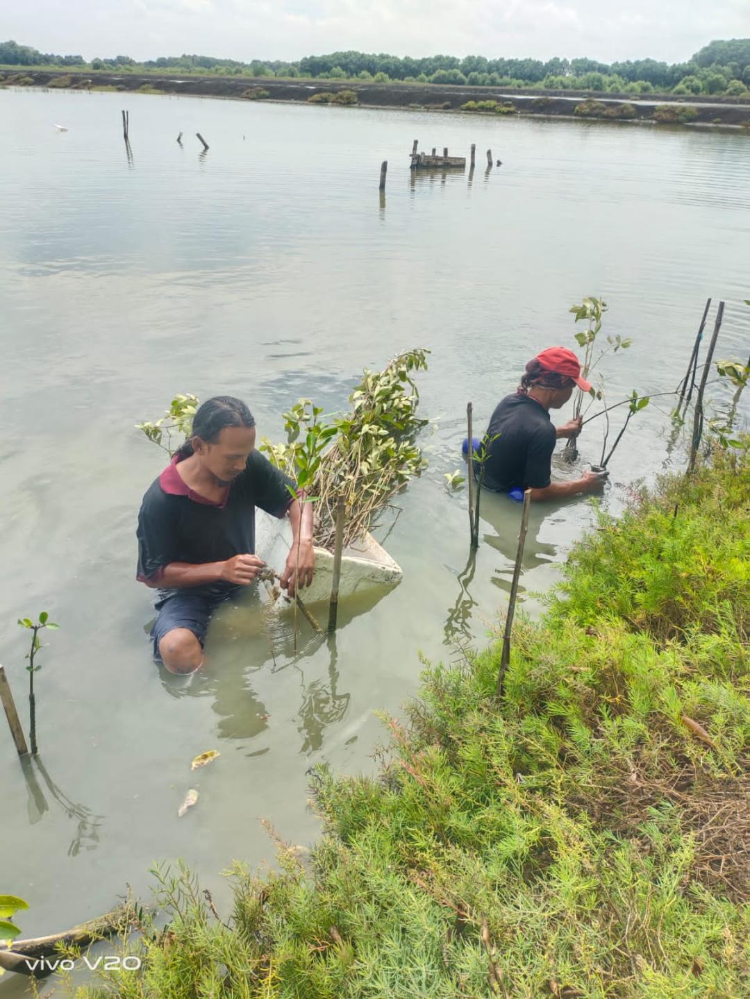 Aksi Keempat, Total Cargill Gresik sudah Tanam 6000 Mangrove di Kalimireng