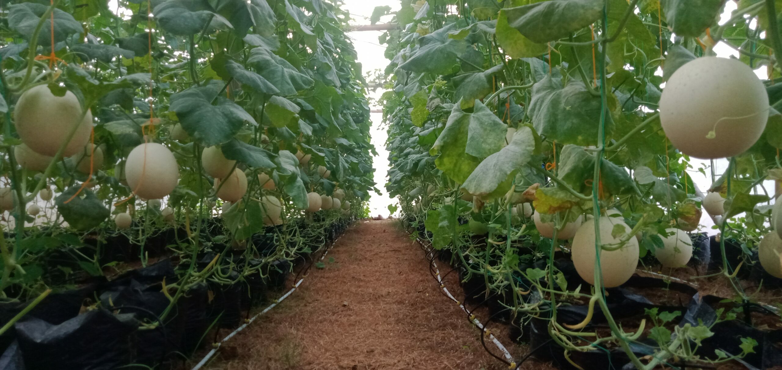 Petani Milenial Gresik, Tanam Melon Segala Musim