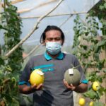 Pangsa Pasar Legit Menanti Pembudidaya Melon Eksklusif
