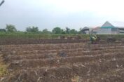 Musim Kemarau Tiba, Petani di Gresik Siapkan Lahan Tanam Melon