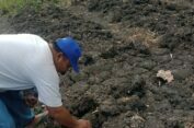Harga Jual Murah, Petani Kunyit di Kedamean Gresik Keluhkan Banyaknya Tengkulak