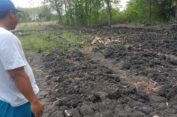 Masuki Musim Kemarau Akhir, Petani di Kedamean Gresik Panen Sekaligus Siapkan Lahan Tanam Kunyit