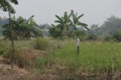 Kesetrum Jebakan Tikus, Petani di Benjeng Gresik Meninggal