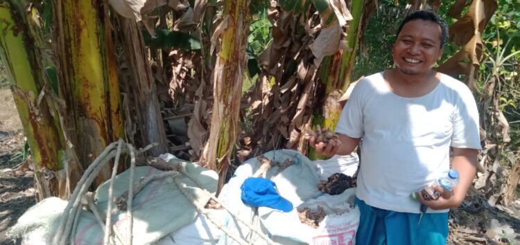 Manfaatkan Lahan Tidak Produktif, Petani di Kedamean Gresik Tanam Kunyit
