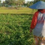 Petani Kangkung di Balongpanggang Gresik Keluhkan Harga Jual Anjlok Drastis