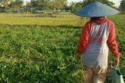 Petani Kangkung di Balongpanggang Gresik Keluhkan Harga Jual Anjlok Drastis