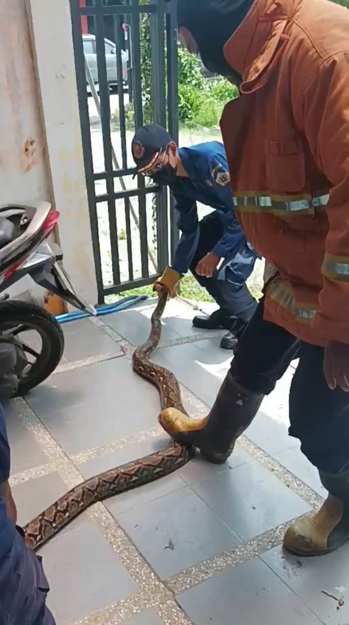 Damkar Gresik Evakuasi Ular Piton Masuk Kamar Mandi Warga Perumahan Galaksi Resident