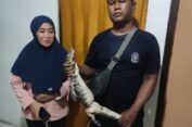 Biawak Masuk Rumah Warga Gresik, Damkar Turun Tangan