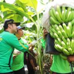 Dampingi Mendes PDTT Panen Pisang, Wagub Emil: Pemprov Dukung Program Pengembangan Hortikultura Berorientasi Ekspor