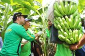 Dampingi Mendes PDTT Panen Pisang, Wagub Emil: Pemprov Dukung Program Pengembangan Hortikultura Berorientasi Ekspor