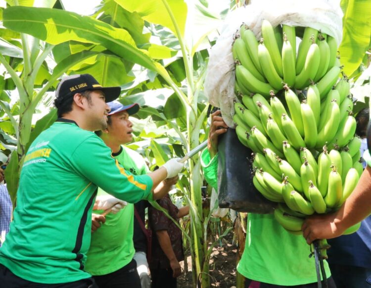 Dampingi Mendes PDTT Panen Pisang, Wagub Emil: Pemprov Dukung Program Pengembangan Hortikultura Berorientasi Ekspor