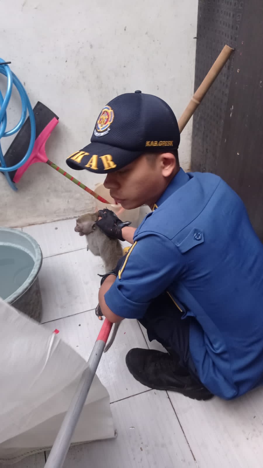 Damkarla Evakuasi Kera Liar Nyelonong di Atap Rumah Warga di Gresik