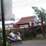 Pohon Besar Tumbang Akibat Angin Kencang di Driyorejo